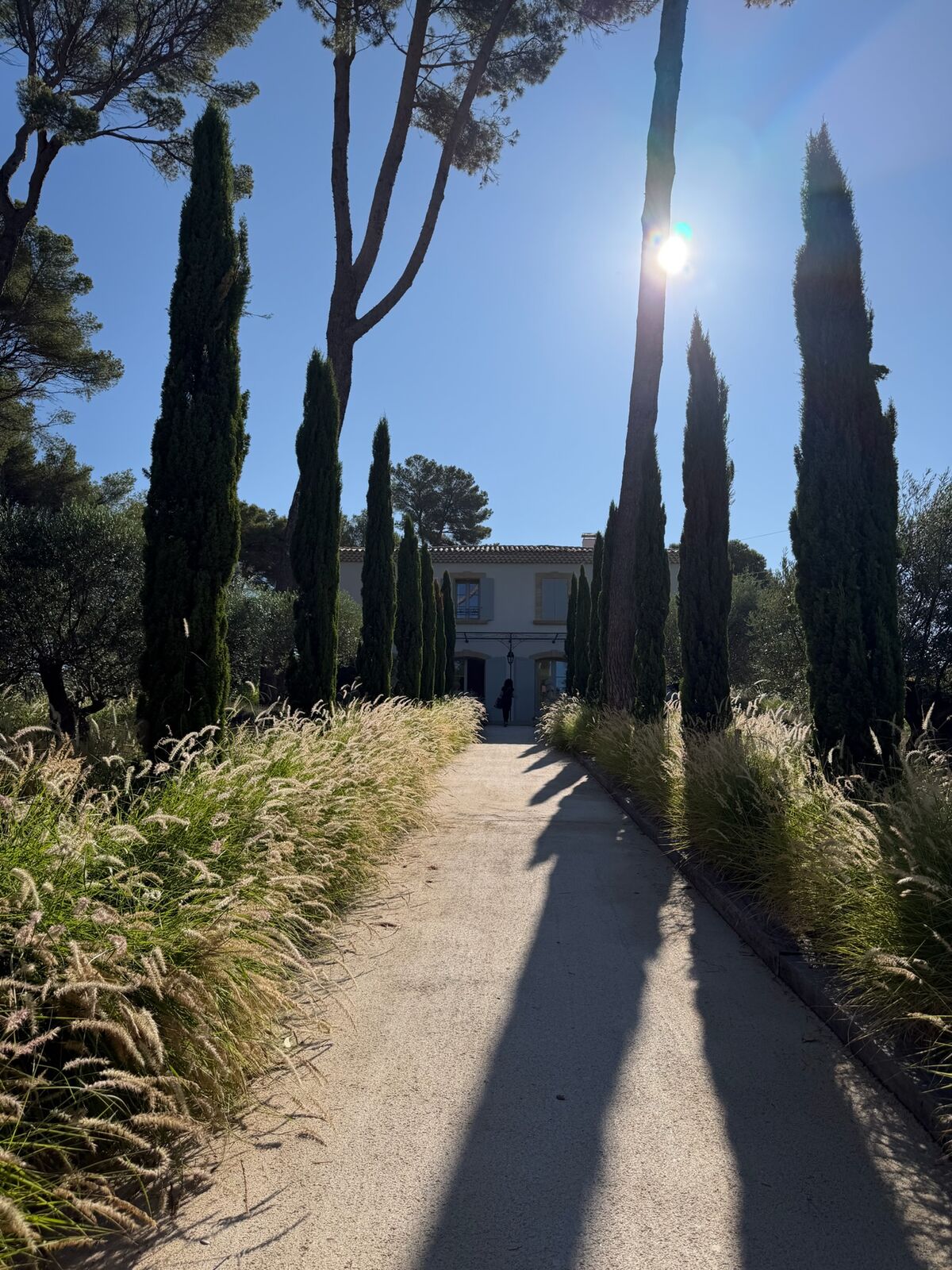 L’allée de cyprès