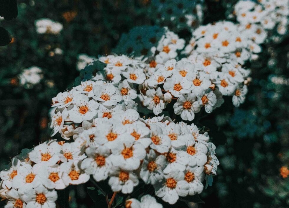achillea-crithmifolia-fleurs