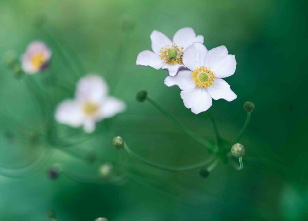 anemone-sylvie-fleurs