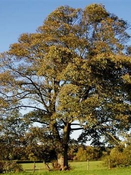erable-sycomore-arbre