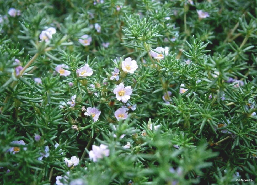 frankenia-laevis-meneerke-fleur