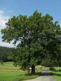frene-commun-arbre