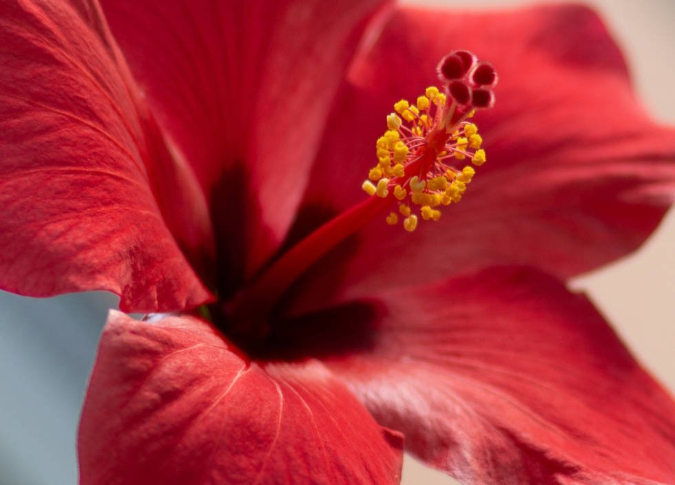 hibiscus-tisane-fleur