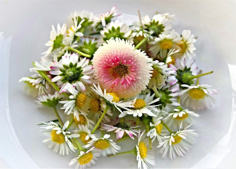 paquerettes-fleurs-comestibles