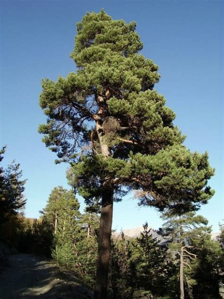 pin-sylvestre-arbre
