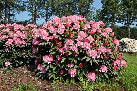 rhododendron-fleurs-plantes