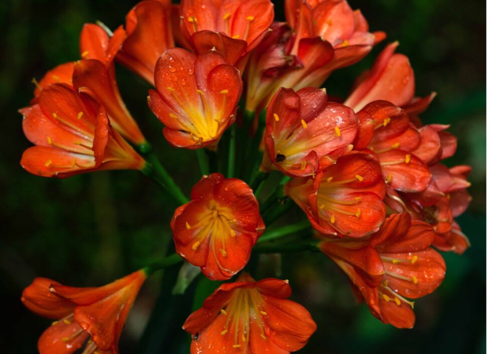 clivia-plante-orange
