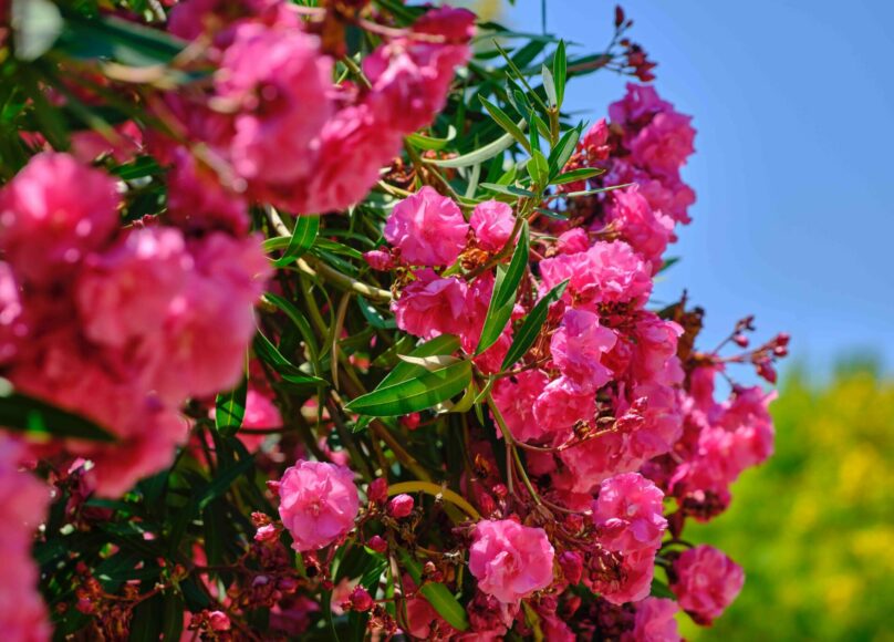 laurier-rose-plantes