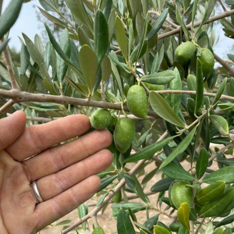 olives-jardin-arbres-coulisses