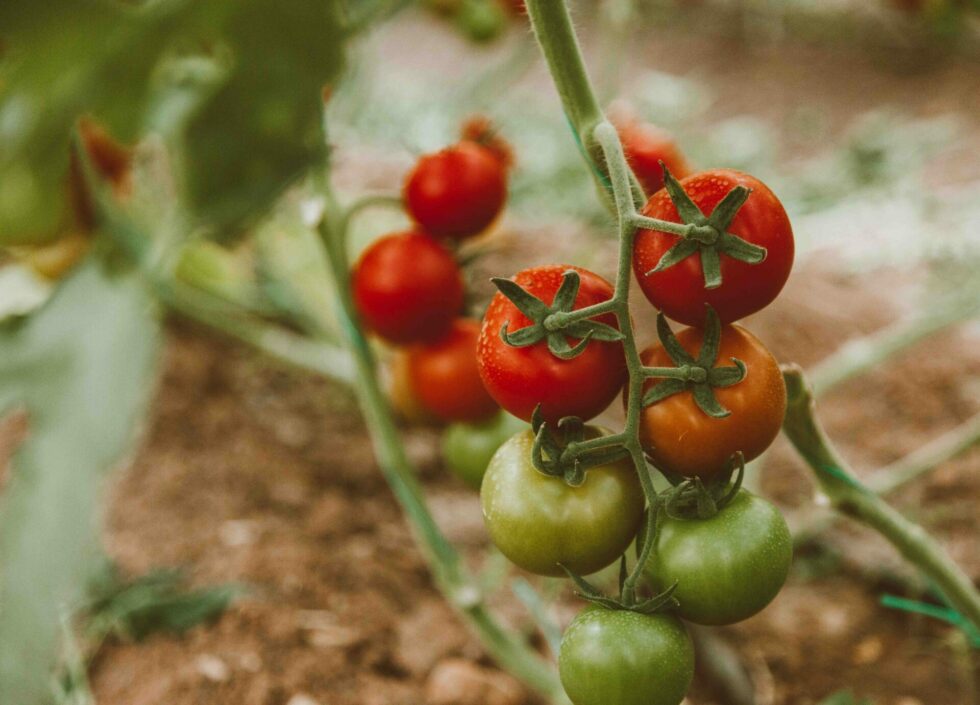 pied-tomates-jardin