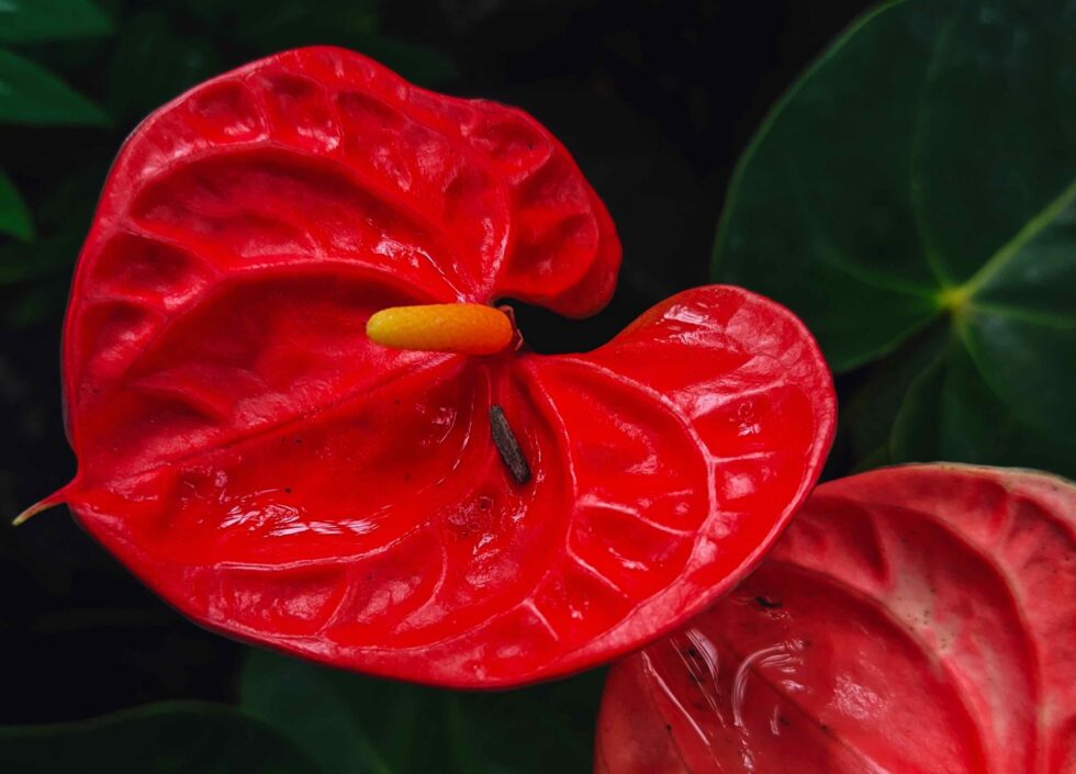 plante-anthurium-rouge